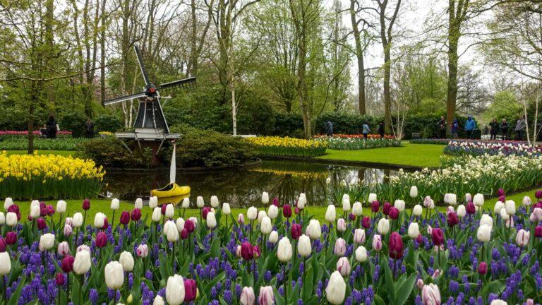 A view of the Keukenhof Gardens with the tulips in full bloom and a miniature windmill