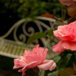 The Luxembourg Gardens in Literature