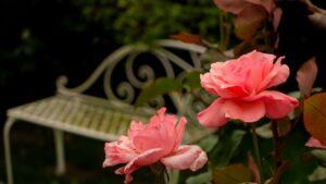 a pink rose in bloom with a white cast iron bench in the background