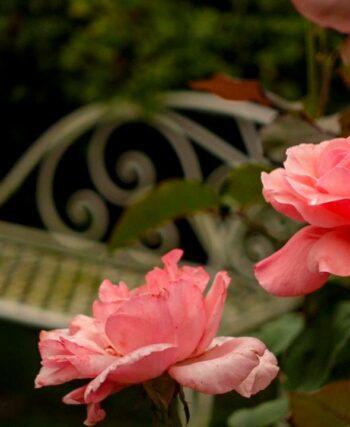 a pink rose in bloom with a white cast iron bench in the background