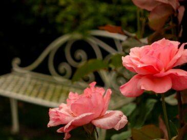 a pink rose in bloom with a white cast iron bench in the background