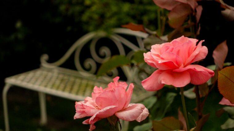 a pink rose in bloom with a white cast iron bench in the background