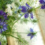 A Stroll through Paris: The Luxembourg Gardens in July