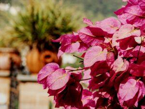 Bougainvillea on the island of Capri with a terracotta pot in the background