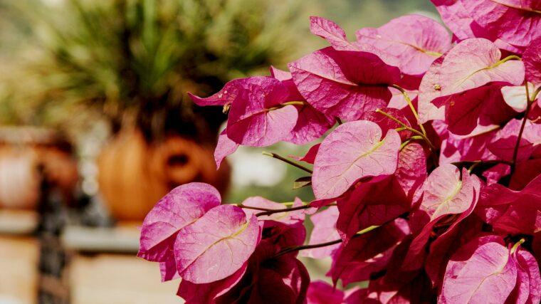 Bougainvillea on the island of Capri with a terracotta pot in the background