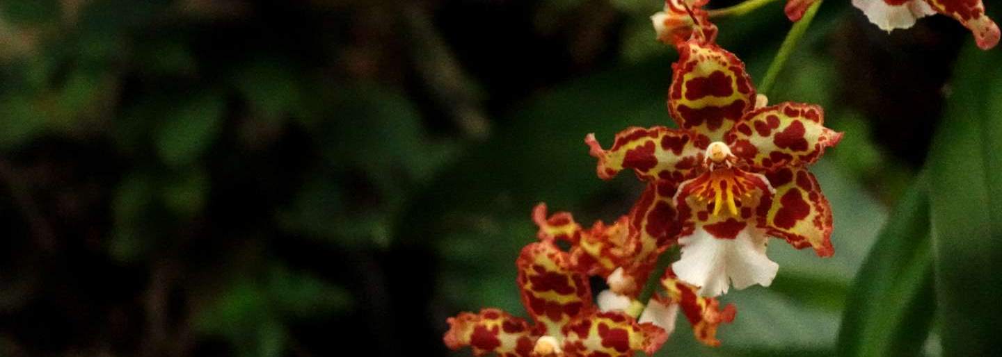 A curated collection of garden literature and botanical travel photography from The Ritual of Reading.