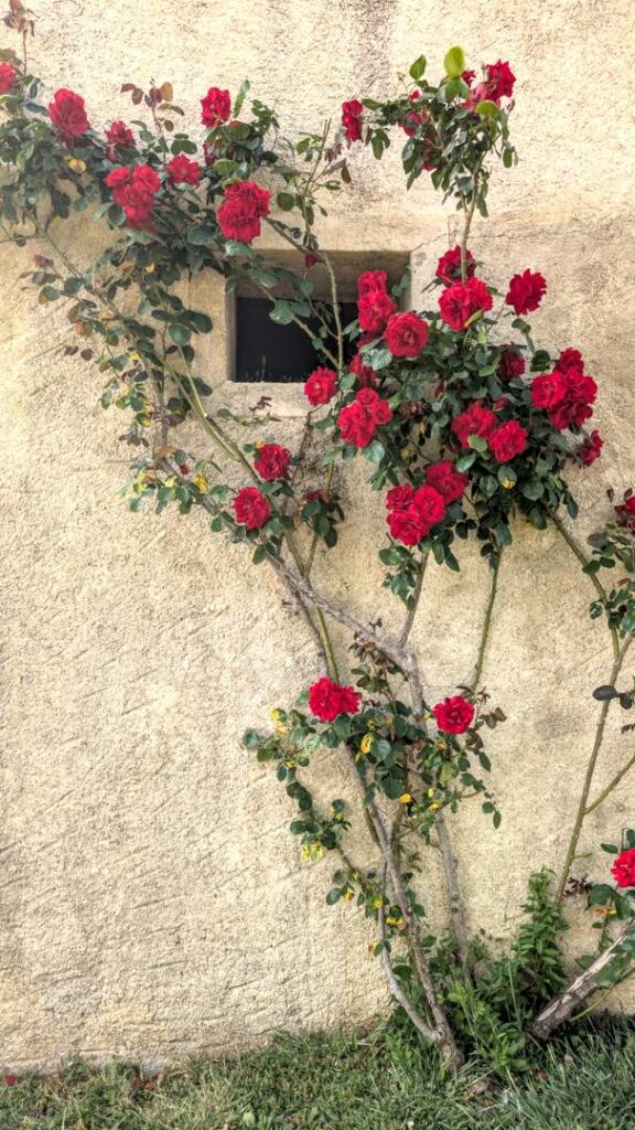 Deep red climbing roses sprawling across a pale stone wall around a small square window in a Burgundian village