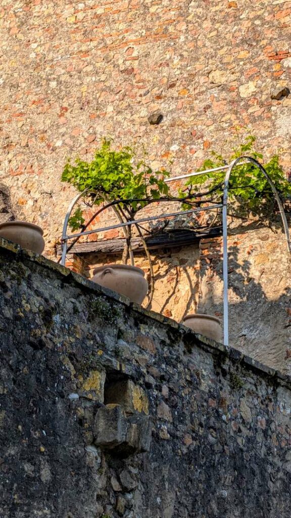 Young vine growing through a wrought iron frame against a weathered medieval brick wall in golden evening light