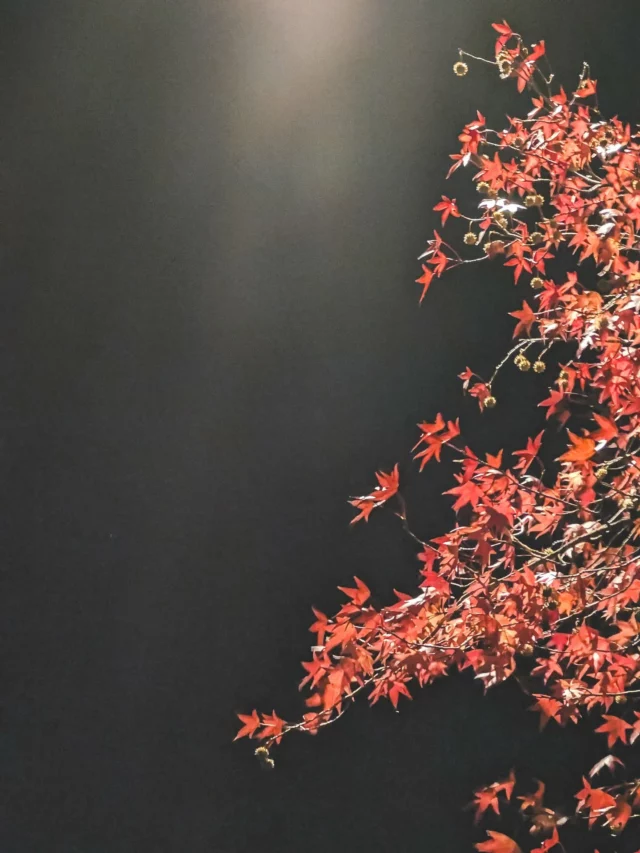 “The knowledge of impermanence that haunts our days is their very fragrance.”
Rainer Maria Rilke, Letters on Life
.
.
.
.
#ritualofreading #autumnwisdom #octobervibes #readingwithpurpose