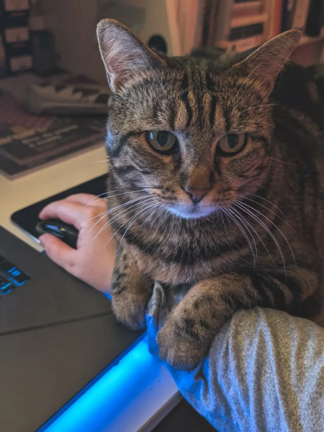 A rare behind the scene photo, because she makes my heart melt 💙 we've just finished the November Inspiration newsletter, coming to your inbox tomorrow evening ! So you have 20 hours left to subscribe if you want to see what Mimi and I have chosen for this month's inspiration (the link is in my bio) 😻
Good night from both of us 🌛
.
.
.
#lifeisbetterwithcats #ritualofreading #newslettersignup #goodnıght